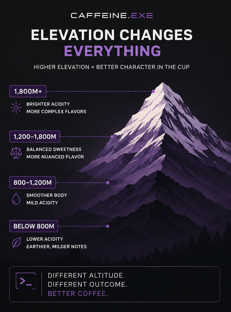 Infographic showing how coffee elevation affects flavor, acidity, sweetness, body, and caffeine at different growing altitudes