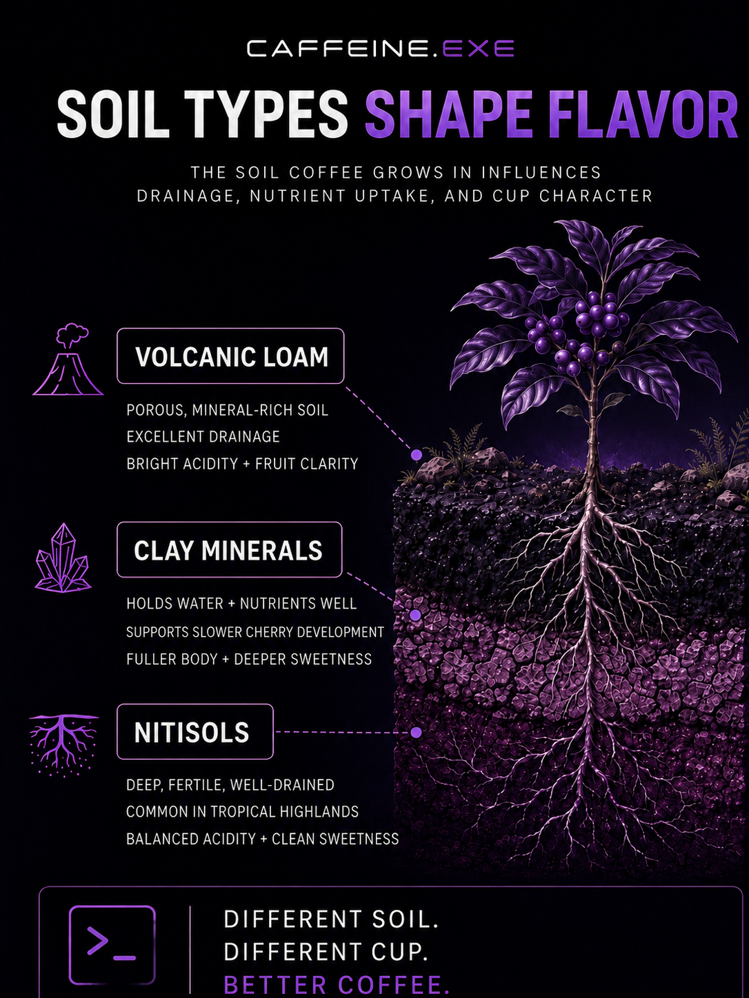 How Soil Type Shapes Coffee Bean Density and Flavor
